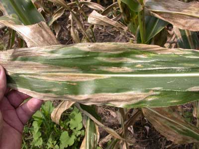 resource center detail northern corn leaf blight