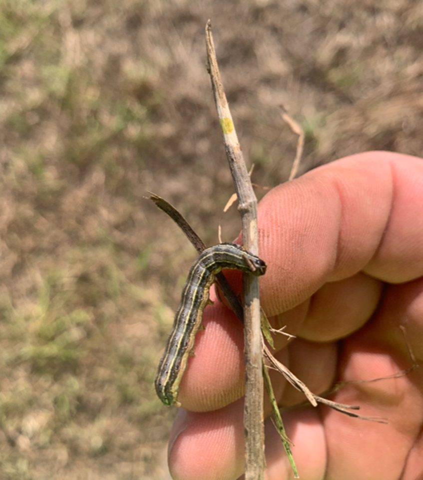 Figure 1.  Fall armyworm larvae showing characteristic inverted “Y” on its head.  Image Growmark